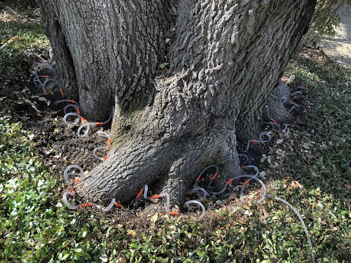 Detailed Tree Cabling and Bracing job site in Bremen